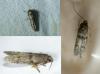 Blastobasis phycidella